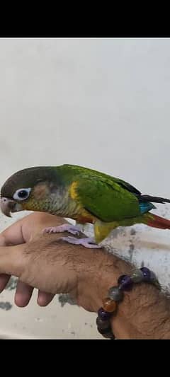 green cheek conure hand tame