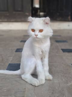 Persian Cat white