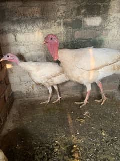 Turkey bird breeder pair