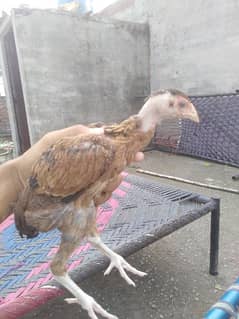 aseel chicks for sale exchange available