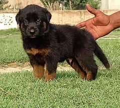 German Shepherd puppies | German Shepherd  for sale