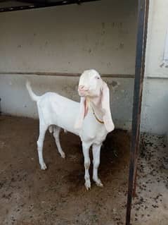 goats for sale o34six. 5393.135