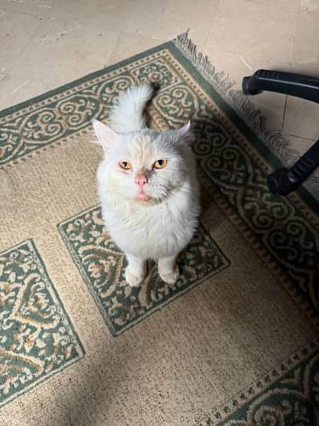 triple coated Persian cat 3