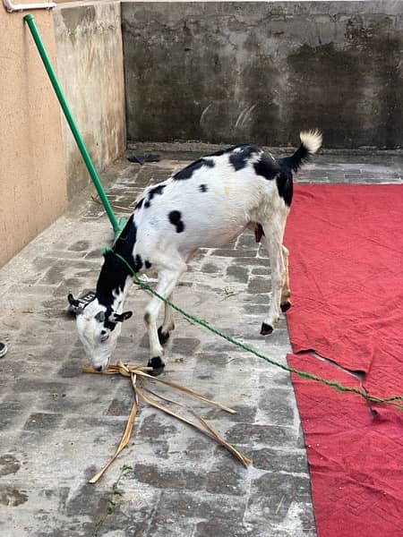 Bakri for sale 1