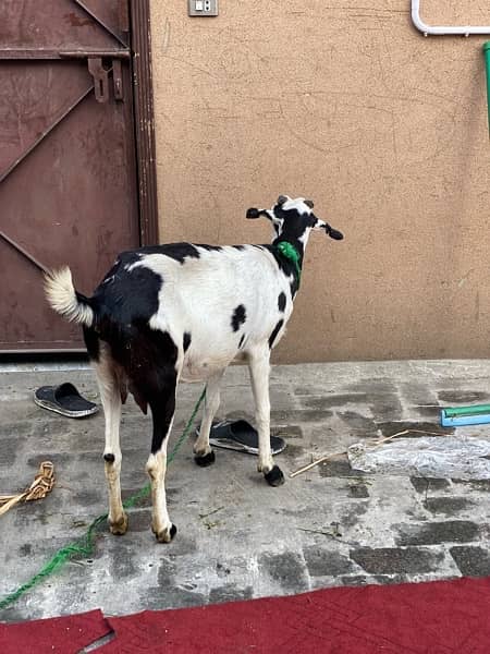 Bakri for sale 3