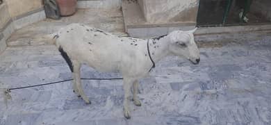 Barbari goat