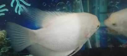 Giant gourami