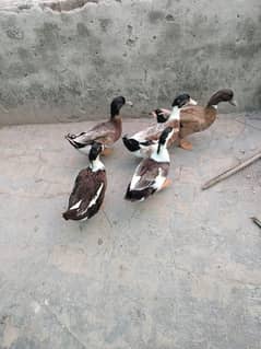 ducks for sale