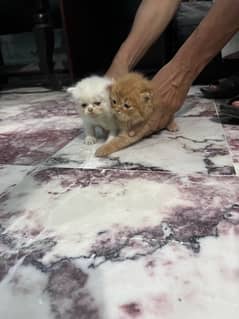 peki face cat pair for sale