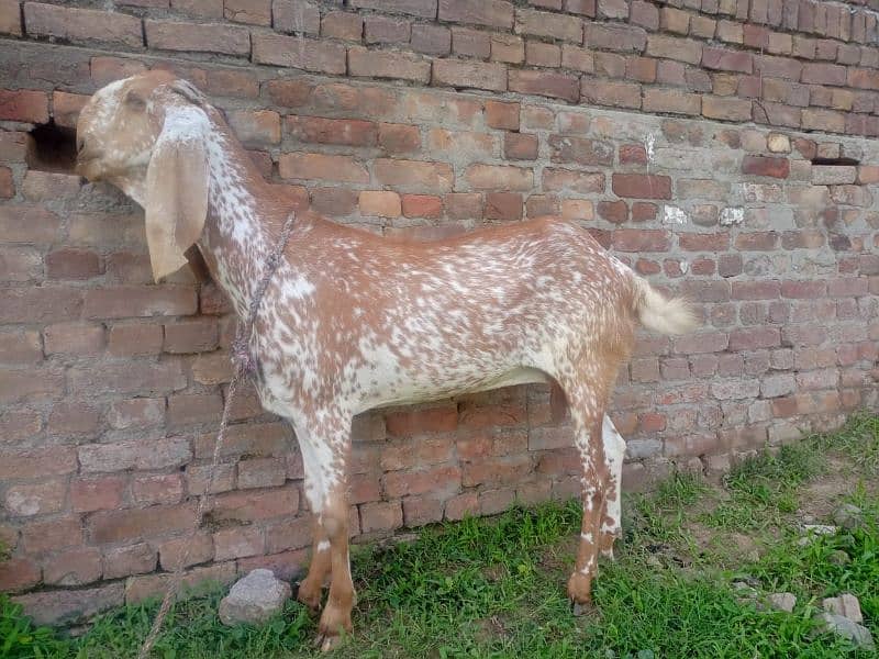 goat for sale 1