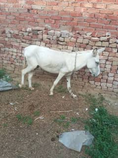 white donkey male