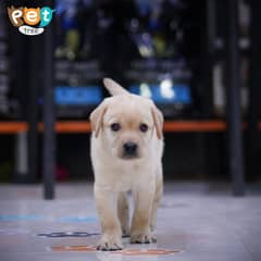 Labrador Puppy | High Quality Lab Puppies | Labrador Retriever Pup