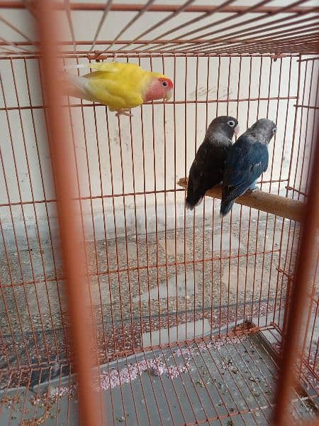 Breeder pairs of love birds 3