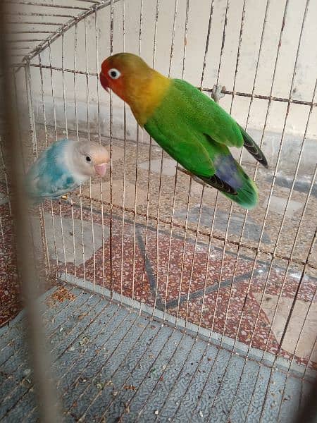 Breeder pairs of love birds 5