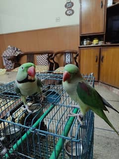 Alexanderine ( Raw ) parrots ( pair) hand tamed contact :(03406110366)