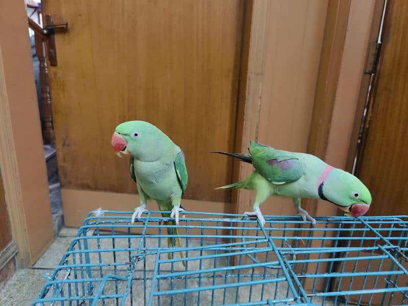 Alexanderine ( Raw ) parrots ( pair) hand tamed contact :(03406110366) 1