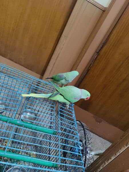 Alexanderine ( Raw ) parrots ( pair) hand tamed contact :(03406110366) 2