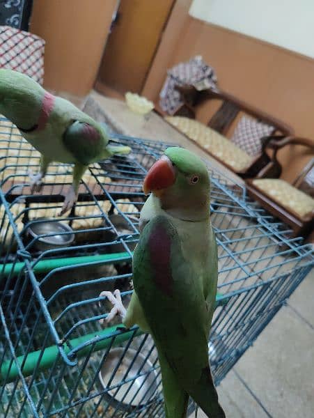 Alexanderine ( Raw ) parrots ( pair) hand tamed contact :(03406110366) 4