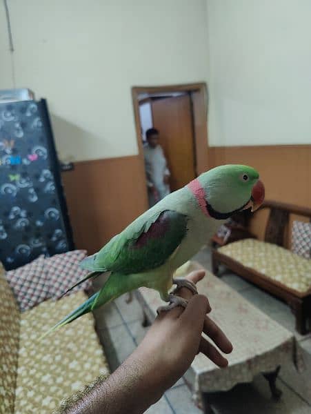 Alexanderine ( Raw ) parrots ( pair) hand tamed contact :(03406110366) 5