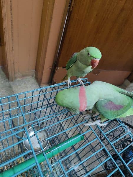 Alexanderine ( Raw ) parrots ( pair) hand tamed contact :(03406110366) 6