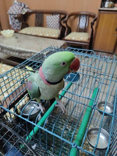 Alexanderine ( Raw ) parrots ( pair) hand tamed contact :(03406110366) 7