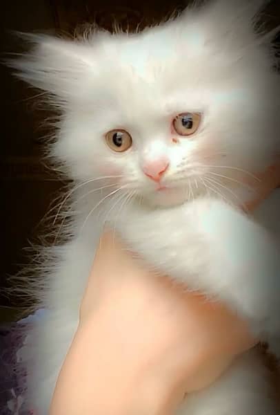 Persian kitten and cat white and grey 1