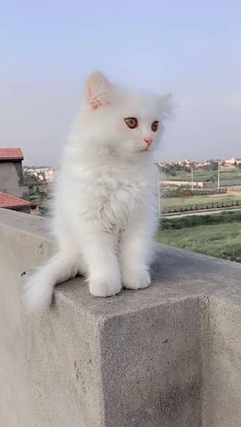 Persian kitten and cat white and grey 3