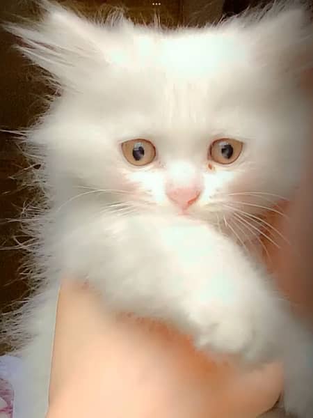 Persian kitten and cat white and grey 4