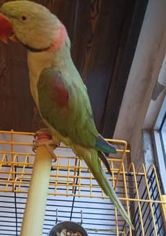 kashmiri raw parrot for sale