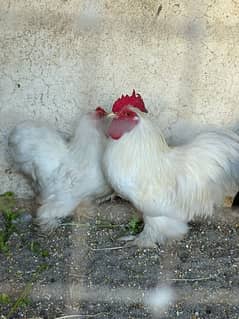 bantam fancy hen