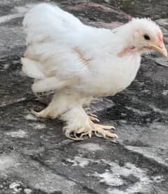 bantam fancy chicks