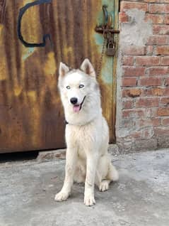 Siberian husky whoopy coat female