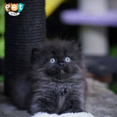 Persian Kitten | Top Quality Kittens