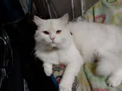 Persian cat / cream colored perisan cat