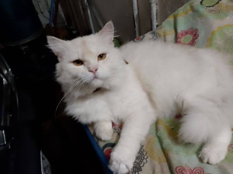 Persian cat / cream colored perisan cat 1