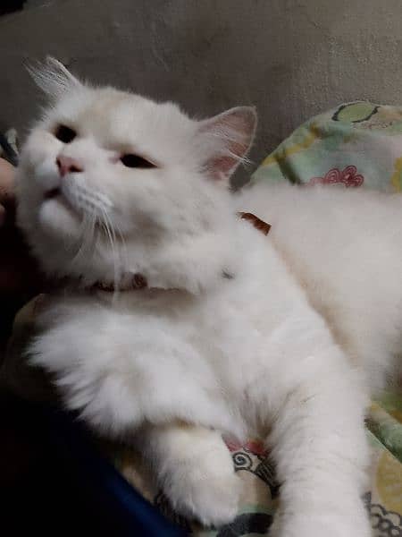 Persian cat / cream colored perisan cat 2