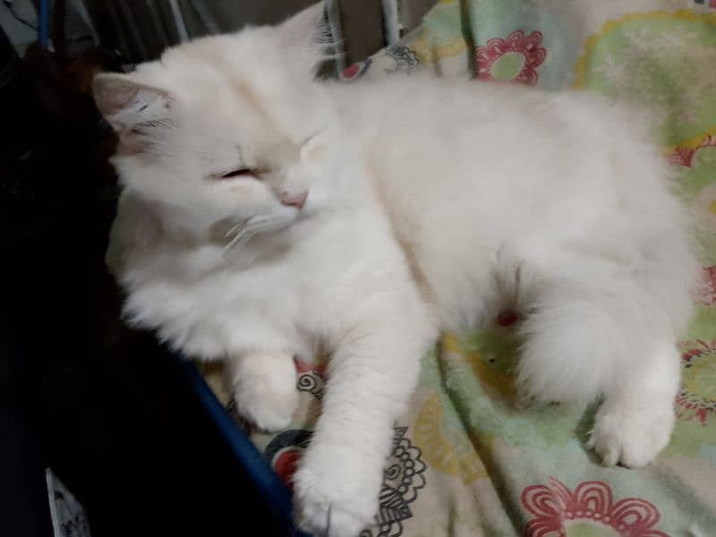 Persian cat / cream colored perisan cat 3