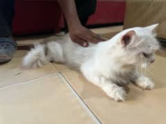 Persian Cat Male