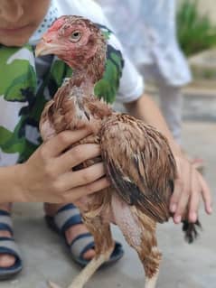 Top Quality breeder  Aseel hen for sale 0