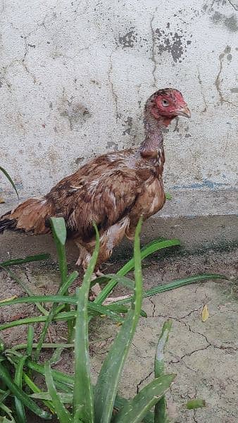 Top Quality breeder  Aseel hen for sale 1