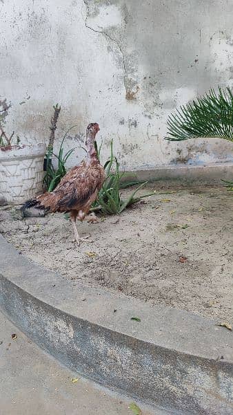 Top Quality breeder  Aseel hen for sale 2