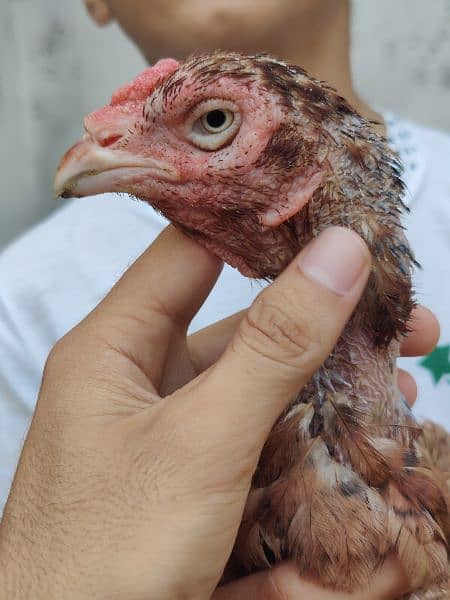 Top Quality breeder  Aseel hen for sale 4