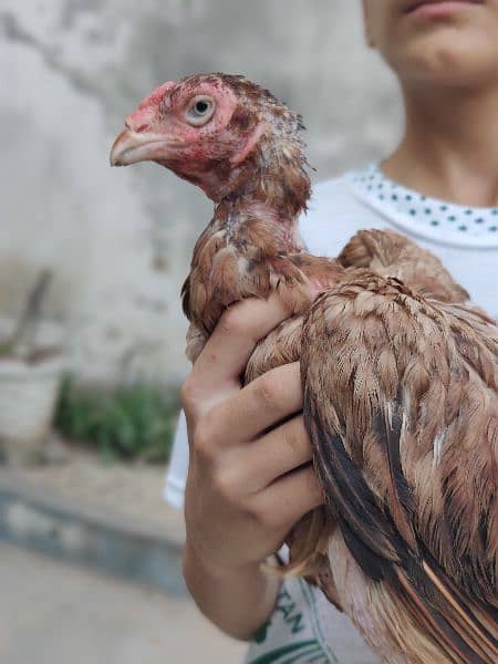 Top Quality breeder  Aseel hen for sale 5