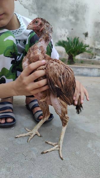 Top Quality breeder  Aseel hen for sale 6