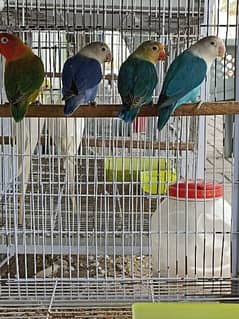 Love Bird | self feeding | beautiful parrot