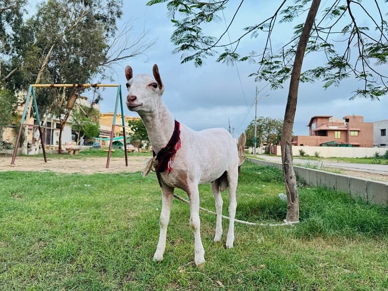 gulabi kodu teda breeder /teddy/taddy/barbari 0