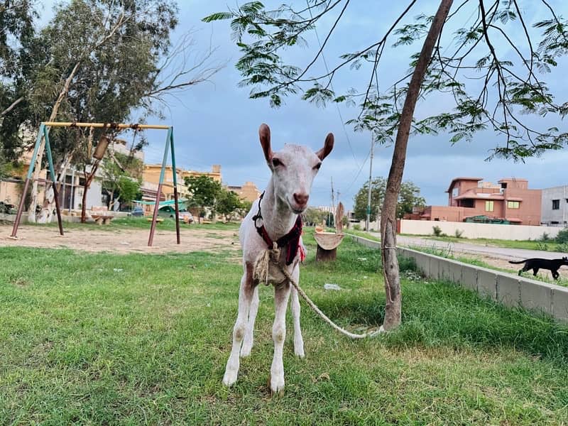 gulabi kodu teda breeder /teddy/taddy/barbari 3