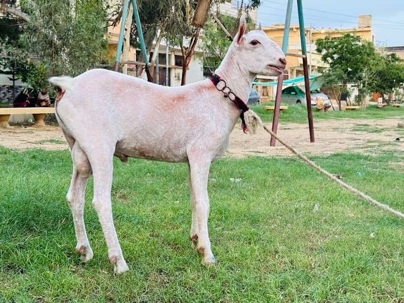 gulabi kodu teda breeder /teddy/taddy/barbari 7