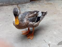 duck