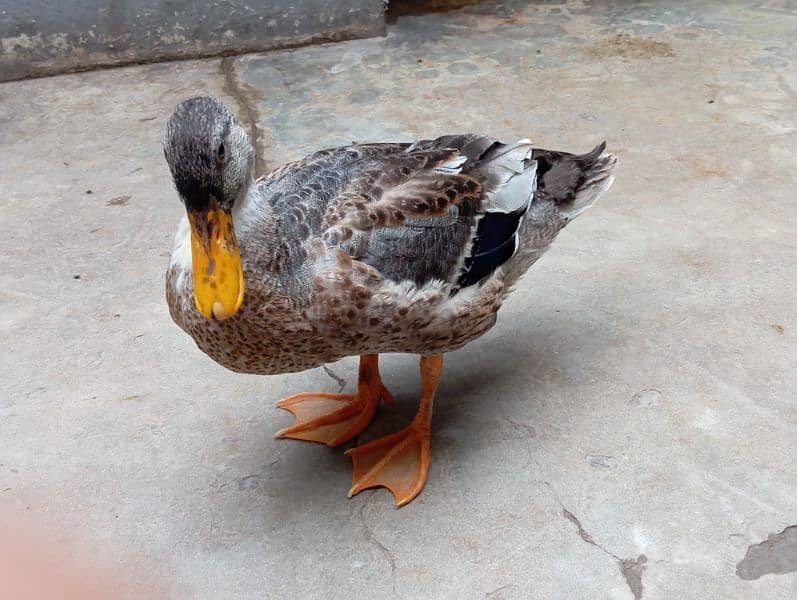 duck for sale 0